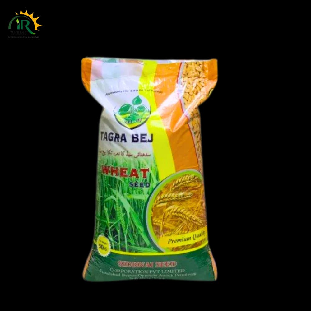 Wheat Seed Akbar-19