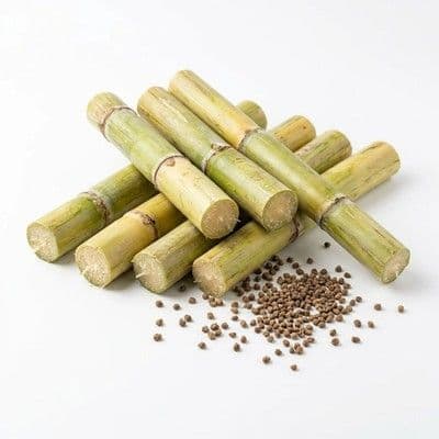 Sugarcane Variety SP-79